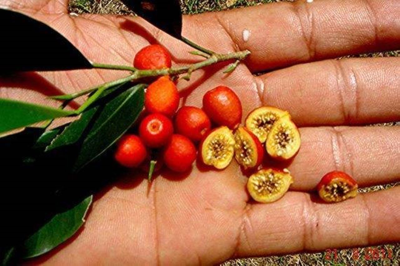 by Kruthinkandan.net